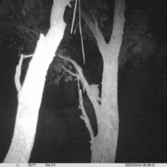 Trichosurus vulpecula (Common Brushtail Possum) at Table Top, NSW - 24 Mar 2020 by DMeco