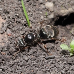 Iridomyrmex sp. (genus) (Ant) at ANBG - 28 Mar 2021 by TimL