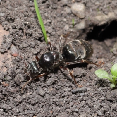 Iridomyrmex sp. (genus) (Ant) at Downer, ACT - 28 Mar 2021 by TimL