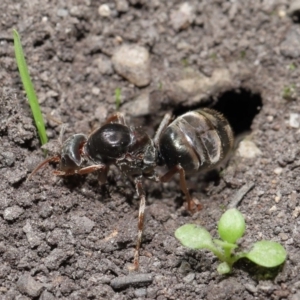 Iridomyrmex purpureus at Downer, ACT - 28 Mar 2021