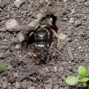 Iridomyrmex purpureus at Downer, ACT - 28 Mar 2021