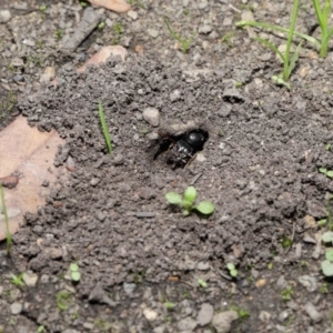 Iridomyrmex purpureus at Downer, ACT - 28 Mar 2021