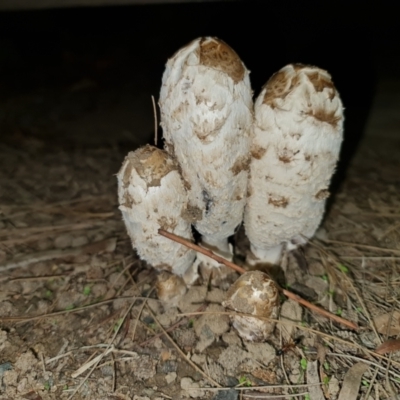 Coprinus comatus (Shaggy Ink Cap) at Watson, ACT - 29 Mar 2021 by sbittinger