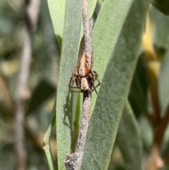 Oxyopes (genus) (Lynx spider) at Murrumbateman, NSW - 25 Mar 2021 by SimoneC