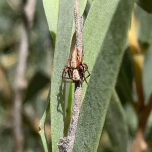 Oxyopes sp. (genus) at Murrumbateman, NSW - 25 Mar 2021