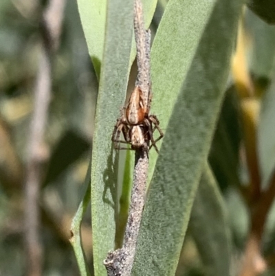 Oxyopes (genus) (Lynx spider) at Murrumbateman, NSW - 25 Mar 2021 by SimoneC