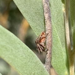 Oxyopes sp. (genus) at Murrumbateman, NSW - 25 Mar 2021