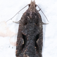 Epitymbia (genus) at Melba, ACT - 27 Mar 2021