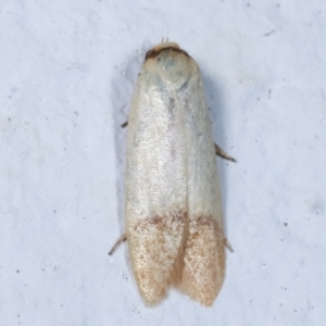 Tachystola stenoptera at Melba, ACT - 27 Mar 2021