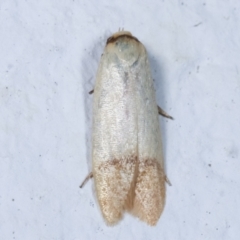 Tachystola stenoptera (A concealer moth) at Melba, ACT - 26 Mar 2021 by kasiaaus