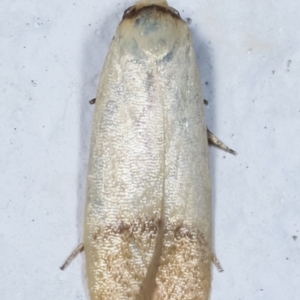 Tachystola stenoptera at Melba, ACT - 27 Mar 2021