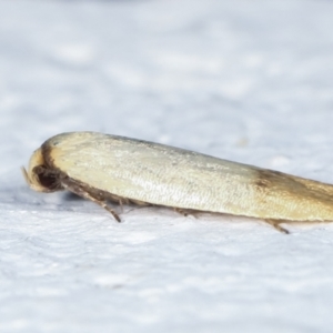 Tachystola stenoptera at Melba, ACT - 27 Mar 2021