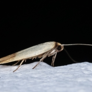 Tachystola stenoptera at Melba, ACT - 27 Mar 2021 01:24 AM