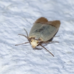 Tachystola stenoptera at Melba, ACT - 27 Mar 2021 01:24 AM