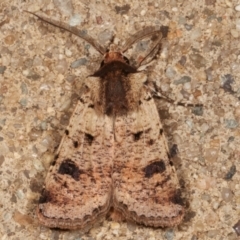 Agrotis porphyricollis (Variable Cutworm) at Melba, ACT - 27 Mar 2021 by kasiaaus