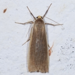 Palaeosia bicosta (Two-ribbed Footman) at Melba, ACT - 27 Mar 2021 by kasiaaus