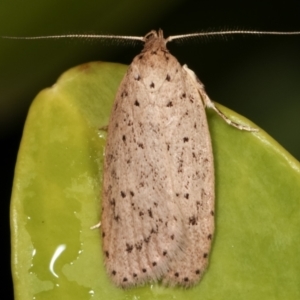 Stictochila sarcoptera at Melba, ACT - 27 Mar 2021 10:28 PM