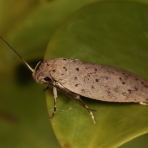 Stictochila sarcoptera at Melba, ACT - 27 Mar 2021