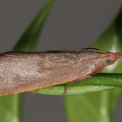 Ocrasa acerasta (A Pyralid moth) at Melba, ACT - 27 Mar 2021 by kasiaaus