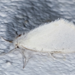 Acyphas (genus) at Melba, ACT - 27 Mar 2021