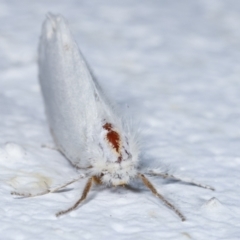 Acyphas (genus) at Melba, ACT - 27 Mar 2021 10:31 PM