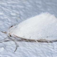 Acyphas (genus) at Melba, ACT - 27 Mar 2021 10:31 PM