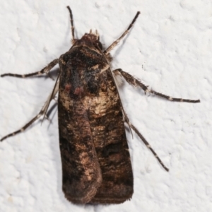 Agrotis porphyricollis at Melba, ACT - 28 Mar 2021