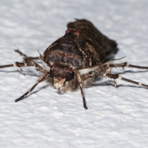 Agrotis porphyricollis at Melba, ACT - 28 Mar 2021