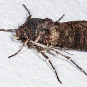 Agrotis porphyricollis at Melba, ACT - 28 Mar 2021