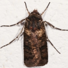 Agrotis porphyricollis at Melba, ACT - 28 Mar 2021