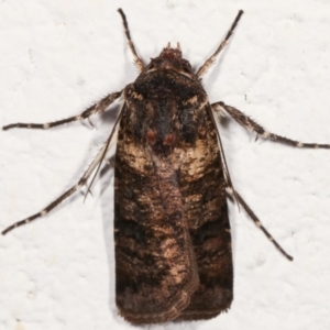 Agrotis porphyricollis at Melba, ACT - 28 Mar 2021