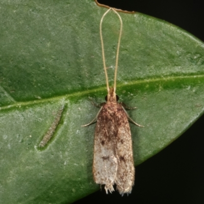 Lecithocera (genus) (A Gelechioid moth) at Melba, ACT - 27 Mar 2021 by kasiaaus