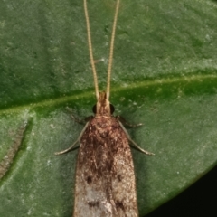 Lecithocera (genus) at Melba, ACT - 28 Mar 2021
