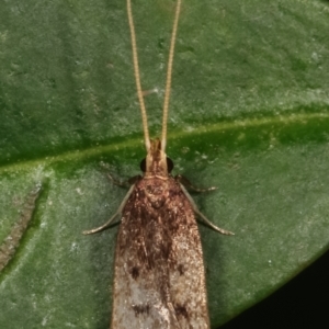 Lecithocera (genus) at Melba, ACT - 28 Mar 2021