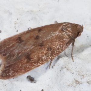 Tachystola acroxantha at Melba, ACT - 28 Mar 2021