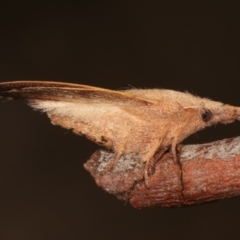 Pararguda nasuta (Wattle Snout Moth) at Melba, ACT - 28 Mar 2021 by kasiaaus