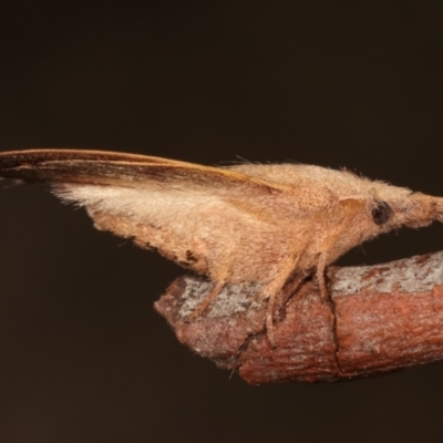 Pararguda nasuta (Wattle Snout Moth) at Melba, ACT - 28 Mar 2021 by kasiaaus