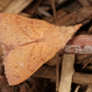 Pararguda nasuta at Melba, ACT - 28 Mar 2021 09:52 PM