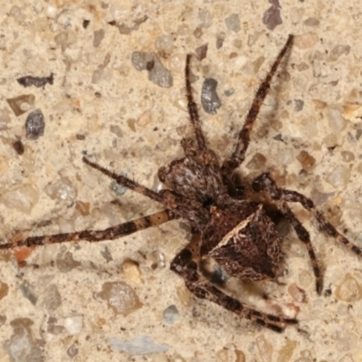 Unidentified Spider (Araneae) at Melba, ACT - 27 Mar 2021 by kasiaaus