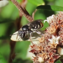 Lipotriches (Austronomia) ferricauda (Halictid bee) at ANBG - 31 Mar 2021 by RodDeb