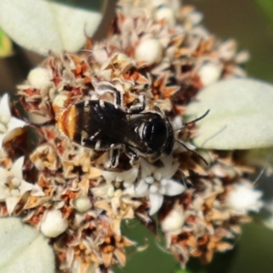 Lipotriches (Austronomia) ferricauda at Acton, ACT - 31 Mar 2021