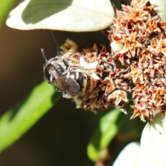 Lipotriches (Austronomia) ferricauda at Acton, ACT - 31 Mar 2021