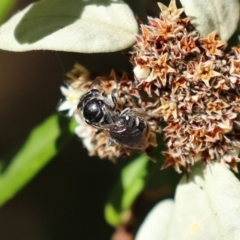 Lipotriches (Austronomia) ferricauda at Acton, ACT - 31 Mar 2021