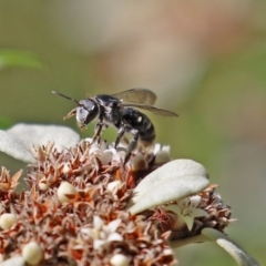 Lipotriches (Austronomia) ferricauda at Acton, ACT - 31 Mar 2021