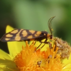 Asura lydia (Lydia Lichen Moth) at ANBG - 31 Mar 2021 by RodDeb