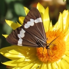 Nyctemera amicus (Senecio Moth, Magpie Moth, Cineraria Moth) at ANBG - 31 Mar 2021 by RodDeb