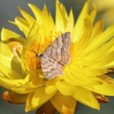 Scopula rubraria (Reddish Wave, Plantain Moth) at ANBG - 31 Mar 2021 by RodDeb