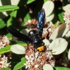 Scolia (Discolia) verticalis (Yellow-headed hairy flower wasp) at ANBG - 31 Mar 2021 by RodDeb