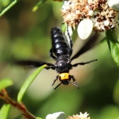 Scolia (Discolia) verticalis at Acton, ACT - 31 Mar 2021