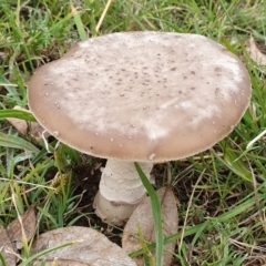 Amanita sp. (Amanita sp.) at Cook, ACT - 23 Mar 2021 by drakes